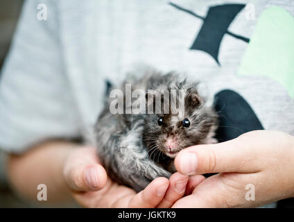 Ragazzo tenendo la cavia in mani Foto Stock