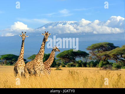 Tre giraffe sul monte Kilimanjaro sfondo nel parco nazionale del Kenya, Africa Foto Stock