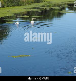 Due cigni deltaplano in Exeter canal Foto Stock