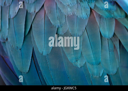 Piume colorate. Piume di pappagallo texture di sfondo Foto Stock