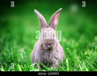 Piccolo coniglio su erba verde nel giorno di estate