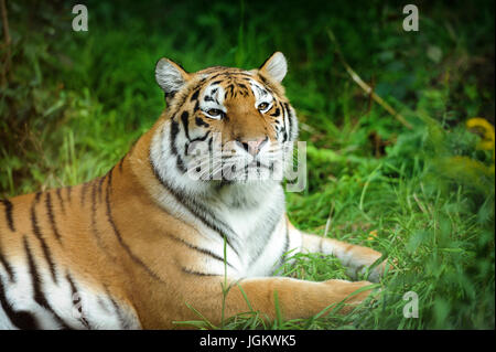 Close-up bella tiger in erba Foto Stock