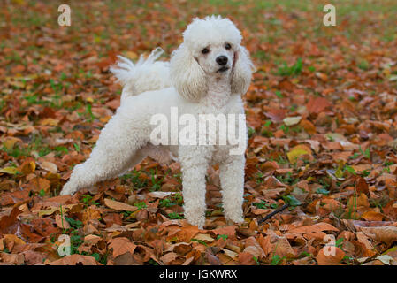 Bellissimo cane bianco a giocare nel parco con foglie di autunno Foto Stock