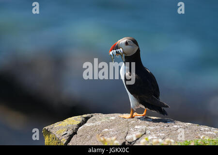 Puffin godendo il suo tempo a terra prima di dirigersi verso il Nord Atlantico. Pufflings sono ancora nelle loro tane, essendo alimentato il pesce che cattura i genitori Foto Stock