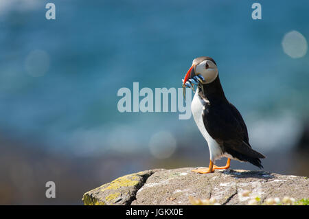 Puffin godendo il suo tempo a terra prima di dirigersi verso il Nord Atlantico. Pufflings sono ancora nelle loro tane, essendo alimentato il pesce che i genitori cat Foto Stock