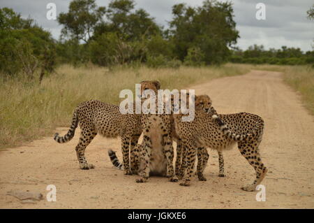 ghepardo Foto Stock