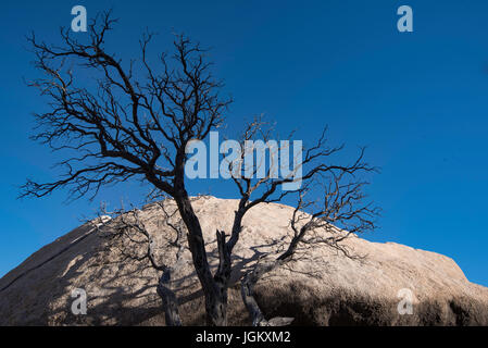 Un asciugata albero morto si siede di fronte a una cupola masso di granito a Joshua Tree Desert National Park nel sud della California USA Foto Stock