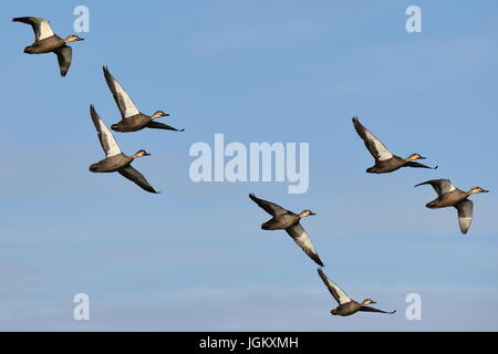 Anatre nero Koorangie Game Reserve Foto Stock