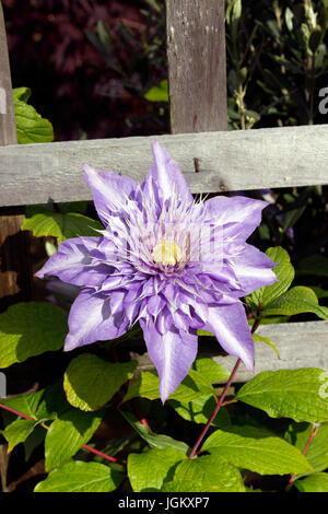 CLEMATIS MULTI BLU. Foto Stock