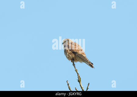 Comune di gheppio (Falco tinnunculus) contro il cielo blu Foto Stock