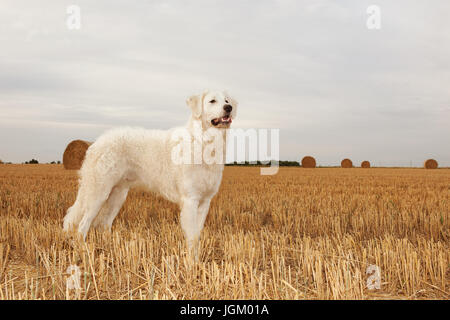 Kuvacz, ungarischer Hirtenhunde, ungherese vcanis lupus familiy Herdenschutzhund pet Foto Stock