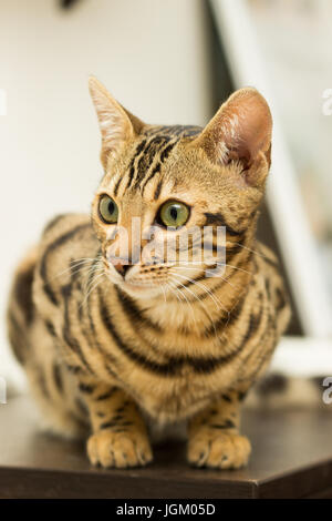 Gatto bengala all'età di 5 mesi giace sul piano di appoggio dopo la riproduzione Foto Stock