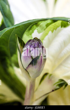 Hosta 'fuoco e ghiaccio', primo piano su fiore boccioli di apertura Foto Stock