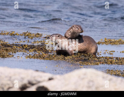 Femmina lontra eurasiatica (Lutra lutra) & il suo bene cresciuto cub giocando, Shetland, Regno Unito Foto Stock
