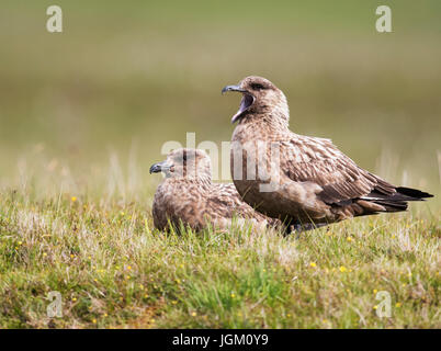 Una coppia grande Skua (Catharacta skua) a brughiera sito nido, Shetland, Regno Unito Foto Stock