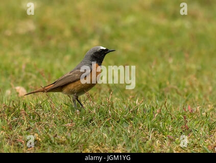 Redstart maschio appollaiato sul terreno Foto Stock