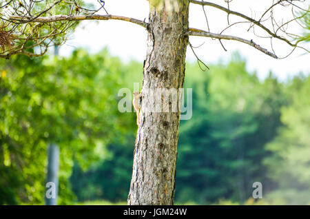 Piccolo Scoiattolo striado sul tronco di albero durante il tramonto isolato con sfondo bokeh di fondo Foto Stock