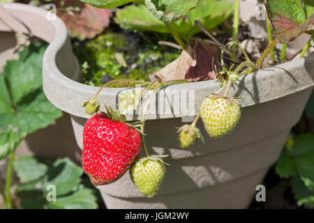 Le fragole di maturazione in un vaso da giardino Foto Stock