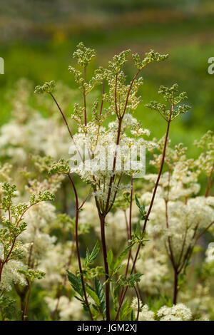 Filipendula ulmaria, comunemente noto come olmaria o mead wort. questa pianta contiene acido salicilico (base di aspirina). Foto Stock