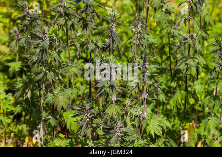 Leonurus cardiaca, noto come motherwort, è una pianta perenne piante in menta, famiglia Lippenblütler. Altri nomi comuni includono throw-wort, Lion's Foto Stock