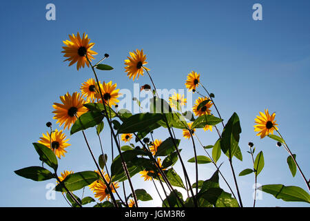 Alti coneflowers giallo da un angolo basso contro un cielo blu chiaro, Rudbeckia grandiflora Foto Stock