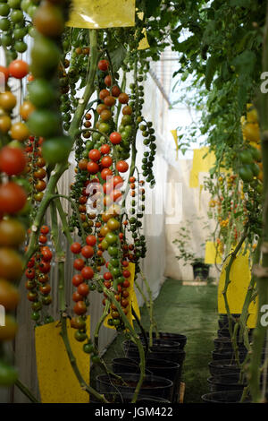 Incredibile con la produttività dell'agricoltura biologica prodotto da pomodoro cherry impianto a Dalat, Vietnam Foto Stock