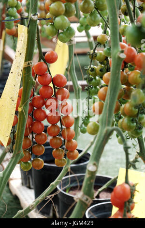 Incredibile con la produttività dell'agricoltura biologica prodotto da pomodoro cherry impianto a Dalat, Vietnam Foto Stock