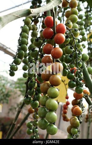 Incredibile con la produttività dell'agricoltura biologica prodotto da pomodoro cherry impianto a Dalat, Vietnam Foto Stock
