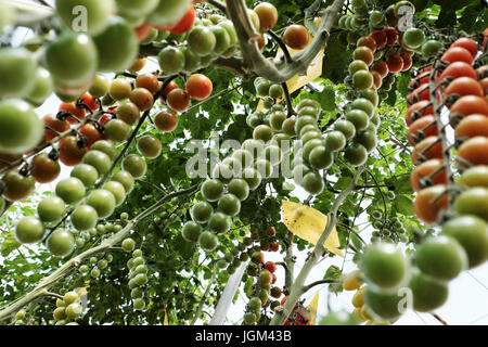 Incredibile con la produttività dell'agricoltura biologica prodotto da pomodoro cherry impianto a Dalat, Vietnam Foto Stock