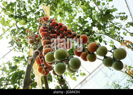Incredibile con la produttività dell'agricoltura biologica prodotto da pomodoro cherry impianto a Dalat, Vietnam Foto Stock