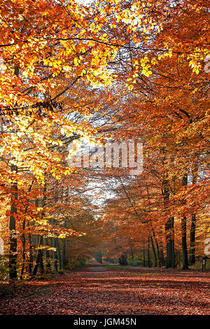 L'Europa, la Repubblica federale di Germania, Bassa Sassonia, Oldenburg, autunno, fogliame, fogliame autunnale, legno, albero, alberi, modo, stagione, oro, più d'oro, Foto Stock