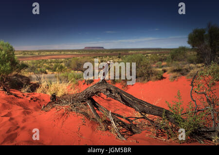 Guardando fuori per montare Connor è Australia settentrionale Foto Stock