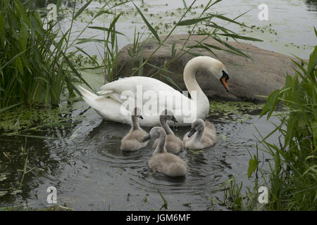 Madre Swan con i suoi bambini (cygnets) alimentazione vicino alla riva del lago in Prospect Park di Brooklyn, New York. Foto Stock