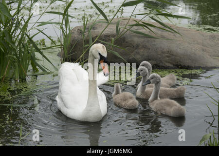 Madre Swan con i suoi bambini (cygnets) alimentazione vicino alla riva del lago in Prospect Park di Brooklyn, New York. Foto Stock