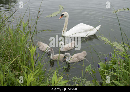 Madre Swan con i suoi bambini (cygnets) alimentazione vicino alla riva del lago in Prospect Park di Brooklyn, New York. Foto Stock