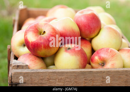 Mele mature in una cassa di legno Foto Stock