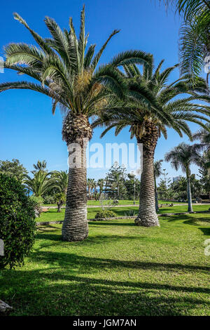 Spagna Isole Canarie, Tenerife, Puerto de la Cruz, Playa Jardin, parco Foto Stock