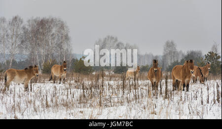 Cavalli di Przewalski nella zona della morte intorno a Chernobyl nell'Ukrain in inverno. Foto Stock