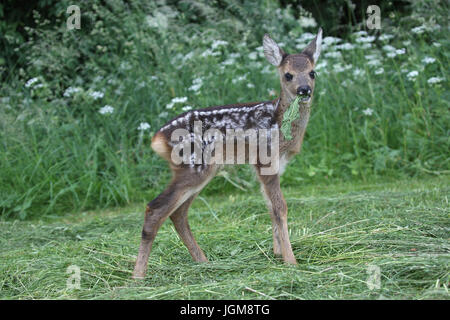 Unione il capriolo (Capreolus capreolus), fawn in piedi sul prato falciato, tre settimane, Algovia, Baviera, Germania Foto Stock