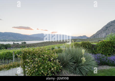 Impostazione di Sun nella Okanagan Valley con il lago Osoyoos e colline in background e la fioritura yucca e lavanda in primo piano. Foto Stock