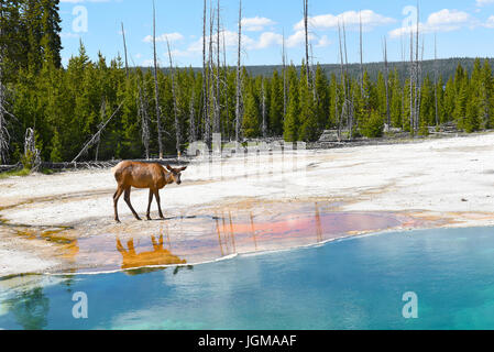 Una femmina di Elk (COW) a una primavera calda nel West Thumb Geyser Basin nel Parco Nazionale di Yellowstone. Foto Stock