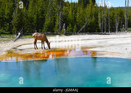 Una femmina di Elk (COW) bere ad una primavera calda nel West Thumb Geyser Basin nel Parco Nazionale di Yellowstone. Foto Stock