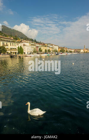 Europa, gardasee, autunno, Italia, Lombardia, fuori stagione, Italia settentrionale, provincia brescia, Salo, swan, Gardasee Italia, Gardasee-Italien Foto Stock