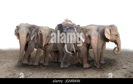 Gruppo di elefante asiatico in piedi sul suolo Foto Stock