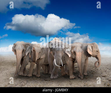 Gruppo di elefante asiatico in piedi sul suolo Foto Stock