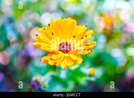 Giallo daisy closeup con bug sui petali Foto Stock