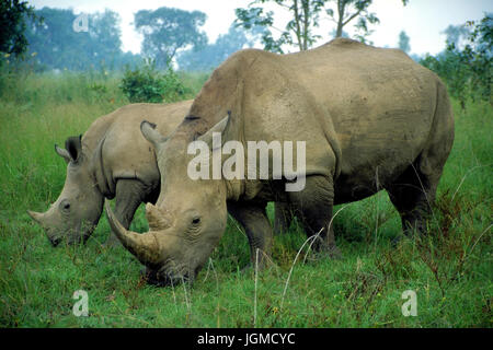 "Rinoceronte bianco; Costa d'Avorio, West Africa', Weisses Nashorn; Elfenbeinkueste, Westafrika Foto Stock