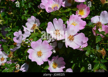 Rosa selvatica Foto Stock