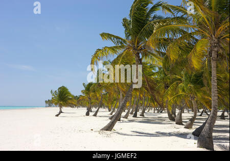 Le palme da cocco sulla spiaggia sabbiosa con Punta Cana, Repubblica Dominicana e dei Caraibi - Coco Palm presso la spiaggia vicino a Punta Cana Repubblica Dominicana Foto Stock