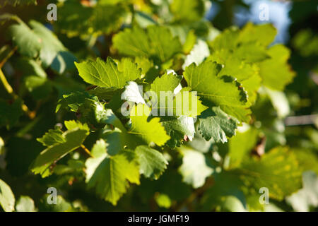 Il fogliame di vino - Foglie di vite, Weinlaub - Foglie di vite Foto Stock